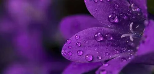 Cận cảnh những giọt mưa trên bông hoa tím