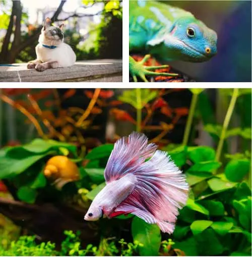 Chế độ chụp liên tục giúp bạn có thể có được những khoảnh khắc khó ghi lại chỉ với một lần chụp đúng lúc.