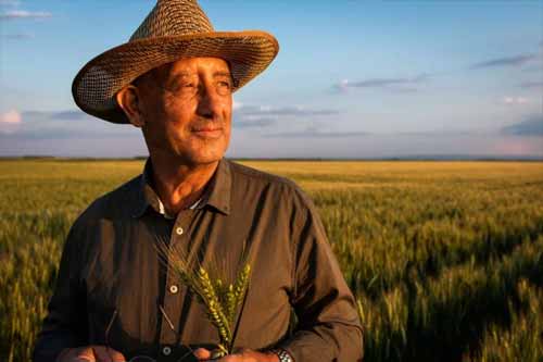 Chân dung một nông dân lớn tuổi đứng trên cánh đồng lúa mì lúc hoàng hôn đang ôm những nhánh lúa mì