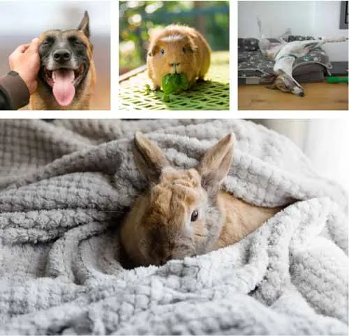 Chạm vào màn hình (khuôn mặt của thú cưng) để đảm bảo chúng được lấy nét và không bị cạnh tranh với bất kỳ yếu tố nền nào trong ảnh.