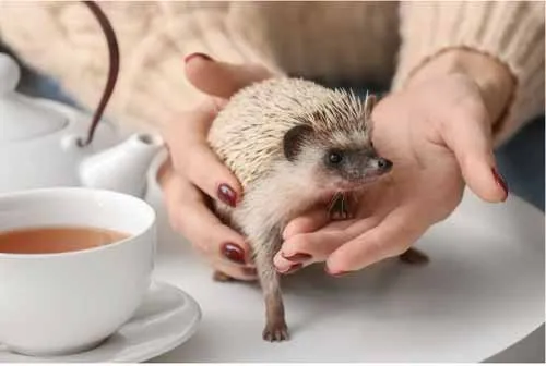 Hãy nhìn anh chàng nhỏ bé này!