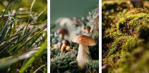 Chụp ảnh macro thảm thực vật dưới mặt đất