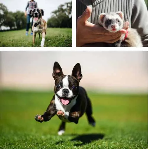 Chụp ảnh thú cưng của bạn từ góc nhìn của chúng.