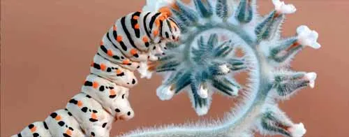 Ảnh macro của một con sâu bướm trên một bông hoa