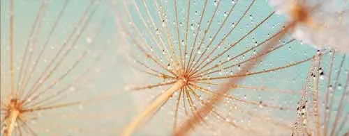 Cận cảnh hoa bồ công anh với giọt nước