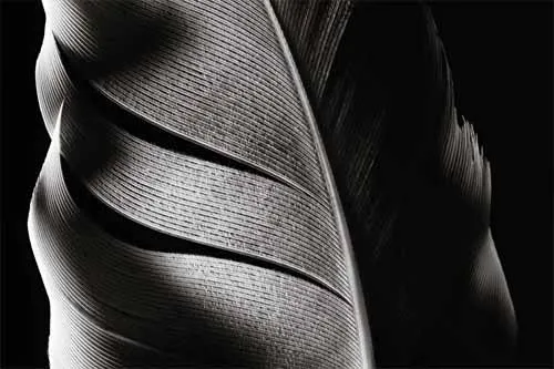 Cận cảnh lông chim màu đen và trắng