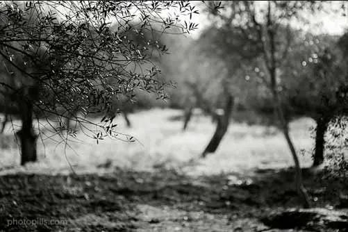 Nikon D700 | 85mm | f/2 | 1/1500s | ISO200 | 5700K