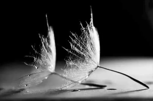 Ảnh đen trắng của hai bông hoa bồ công anh