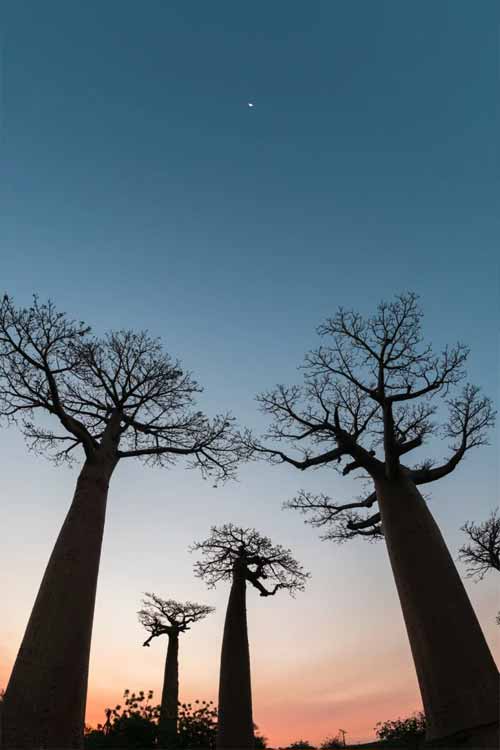 Những cây Baobab hùng vĩ ở Morondava, Madagascar. Hình ảnh của Manu Prats/Westend61.
