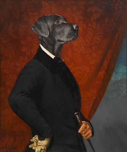 A Gentleman Labrador