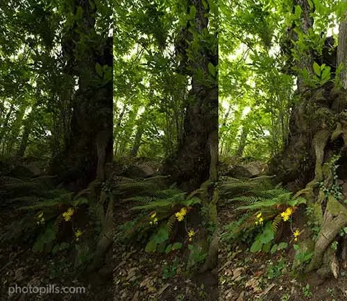 chi tiết của gốc cây được chụp với những cài đặt khác nhau