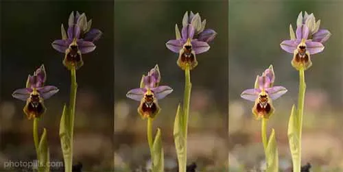 Chân dung hoa chụp ở các tốc độ màn trập khác nhau