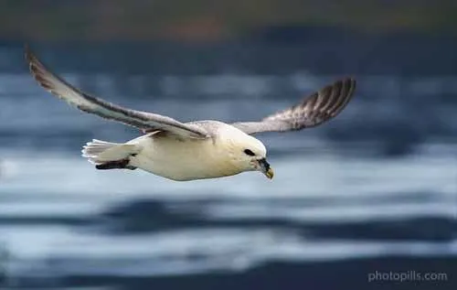 mòng biển đang bay