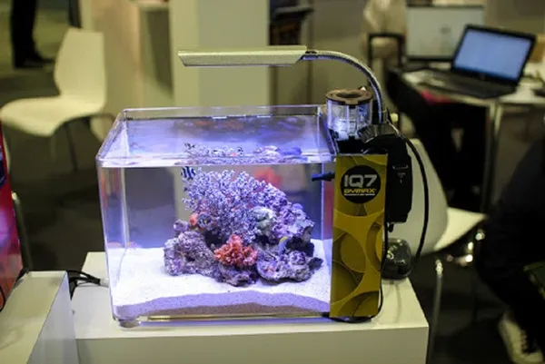 Đặt bể cá trên bàn làm việc