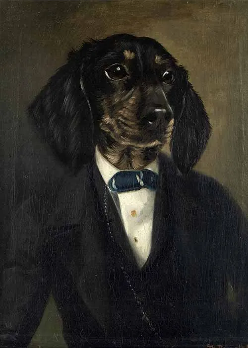 A dapper spaniel
