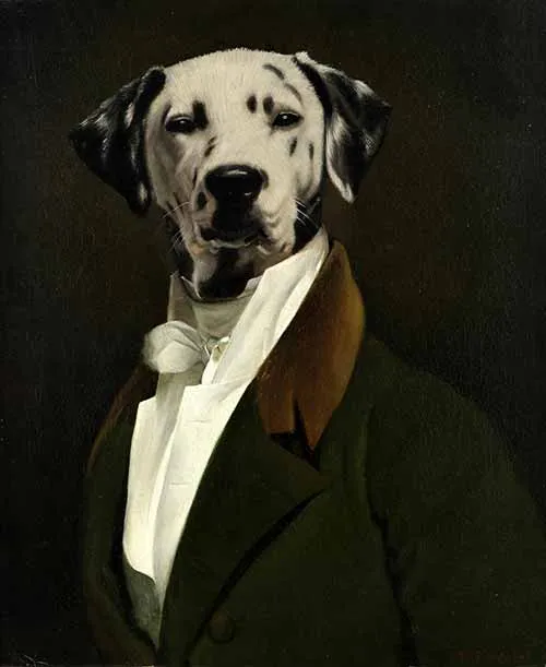 A gentleman dalmatian