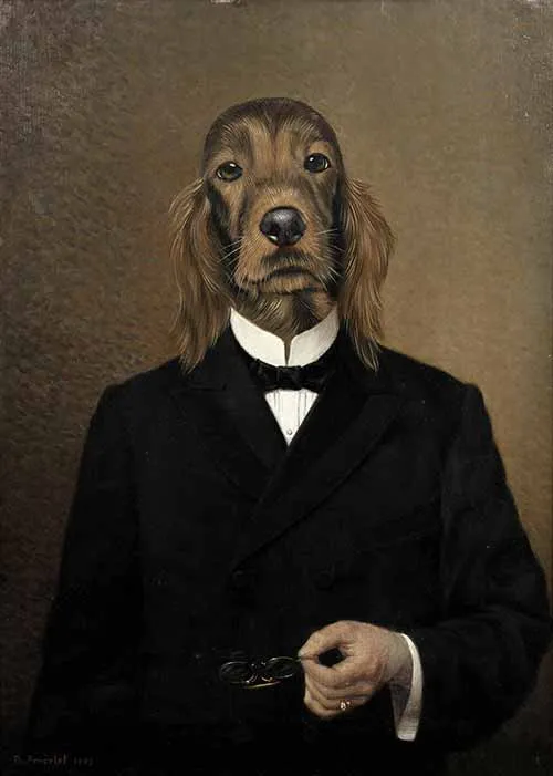 A gentleman setter