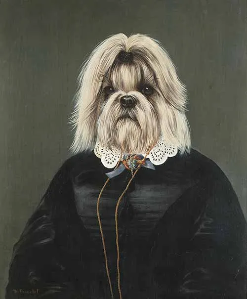 Great aunt Shih Tzu