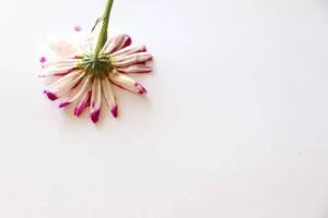 Tạo một bức tranh hoa đẹp bằng hoa tươi thay cho cọ vẽ